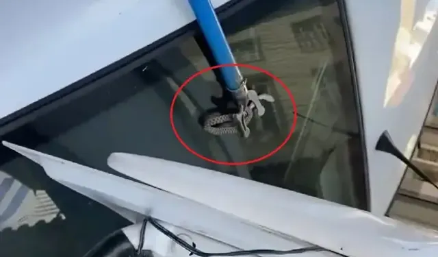 Otomobilin Bagajına Giren Yılanı Esnaf Çıkardı
