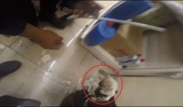 Diyarbakır’da Demir Profilin İçine Sıkışan Kedi Kurtarıldı
