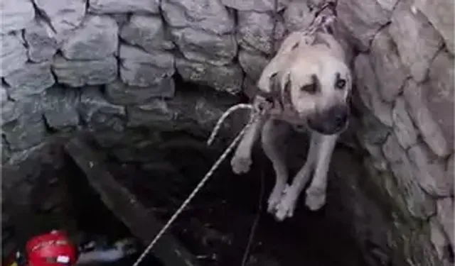 Nevşehir’de Kuyuya Düşen 2 Köpek Kurtarıldı