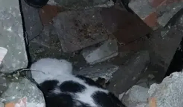 Yıkılan Binanın Enkazında Sıkışmış Halde Bulunan Kedi Kurtarıldı
