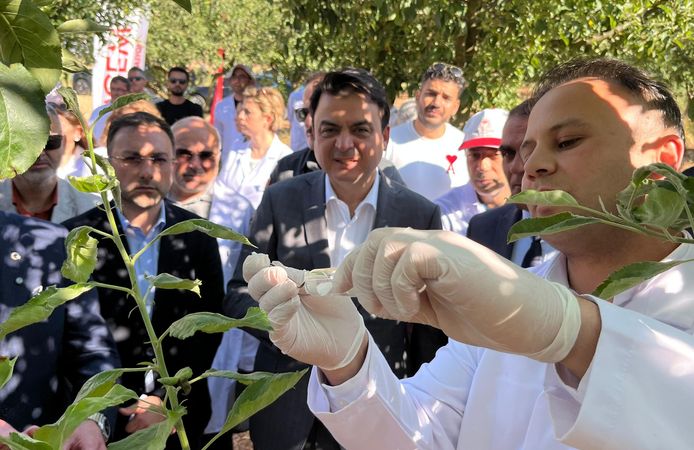 Erbaa’da Kahverengi Kokarcaya Karşı Samuray Arıcığı Salımı Başladı