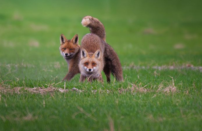 Erbaa’da Yavru Tilkiler Niyazi Gürgen’in Objektifine Takıldı