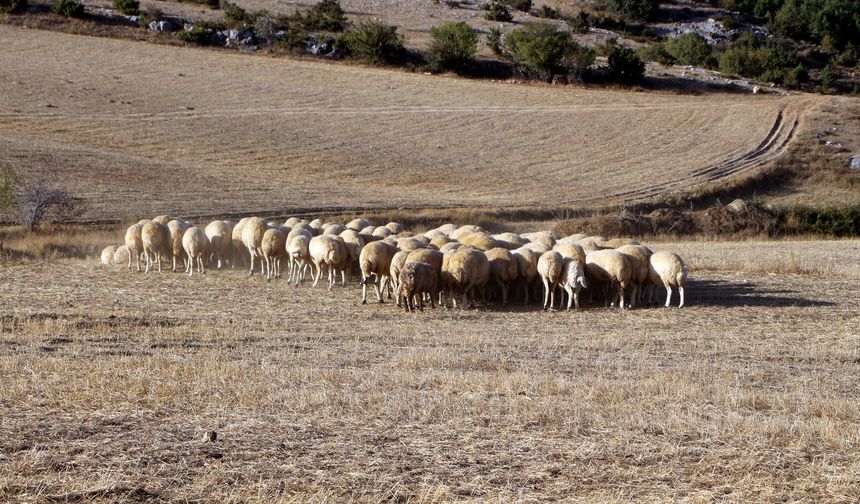 Tokat'ta 25 Bin Liraya Çoban Bulunamıyor