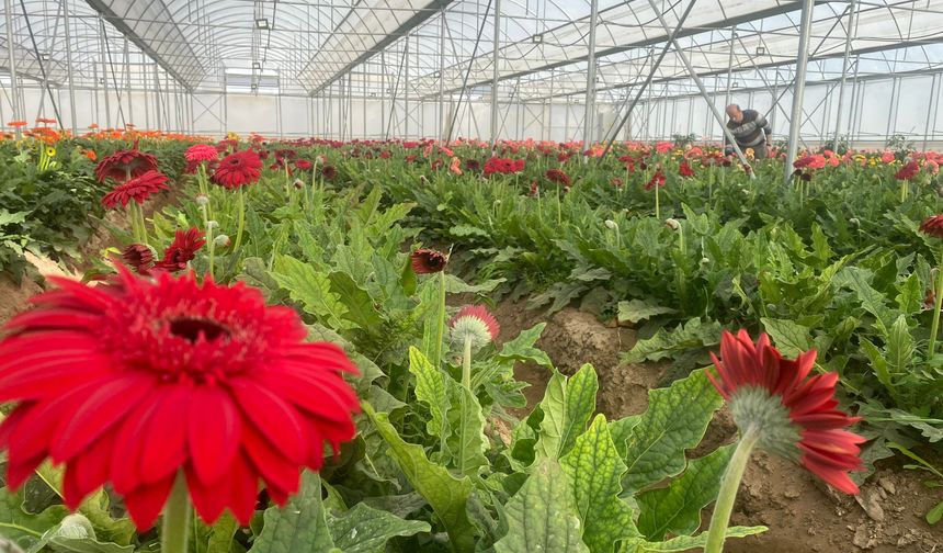 Erbaa’daki Çiçek Seraları Ayda 15 Milyon ₺ Girdi Sağlıyor