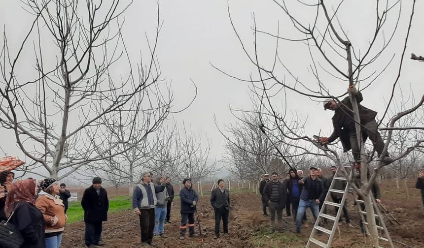 Niksar'da Meyve Ağaçları Budama Kursu Düzenlendi