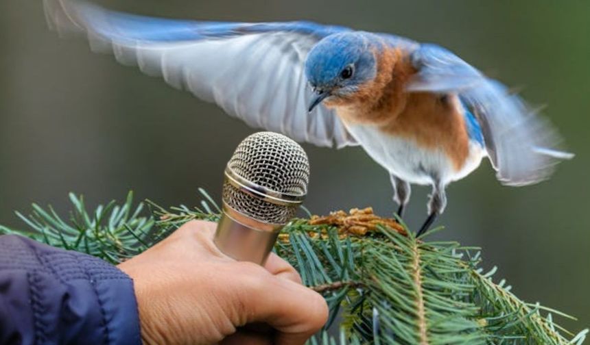 Doğal İlaç: Tokat'ın Kuşları Ötüyor!