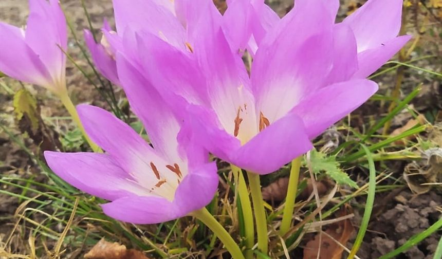 Kışın Habercisi Vargit Çiçeği Erbaa’da Mayıs'ta Açtı