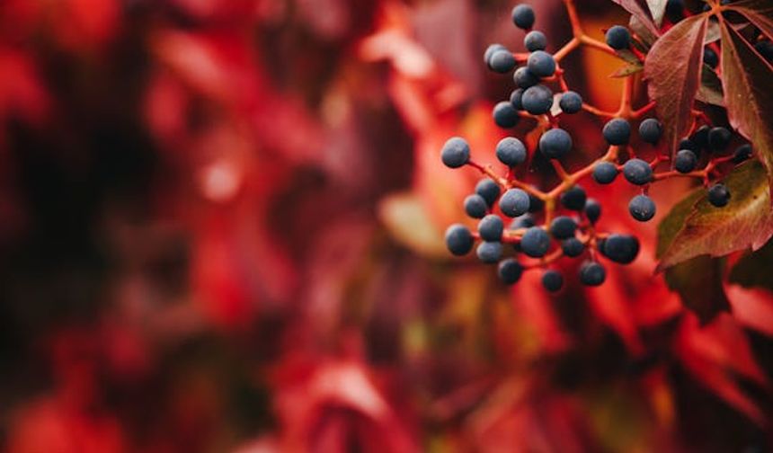Tokat'ın Kırmızı Altın Keşfi: Amerikan Sarmaşığı Meyveleri Deri ve Ahşabı Renklendirecek
