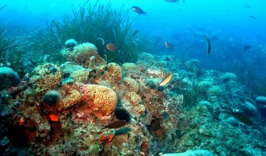 Deniz Ekosistemlerini Korumak İçin Geliştirilen Yeni Yöntemler