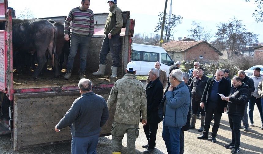 Manda Yetiştiriciliğine Destek: Tokat’ta 14 Damızlık Boğa Dağıtıldı