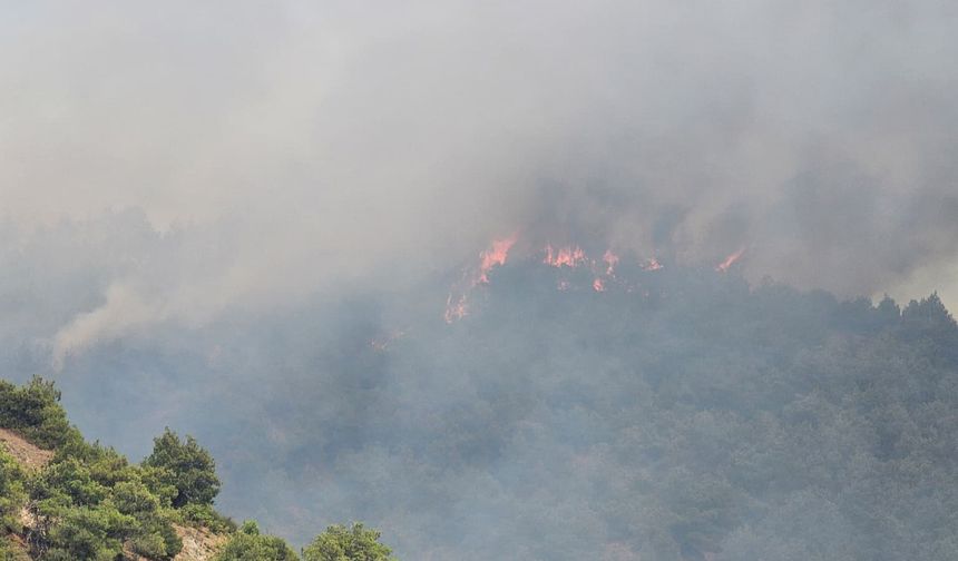 Erbaa’da Orman Yangını Sonrası Soruşturma: 1 Kişi Gözaltına Alındı