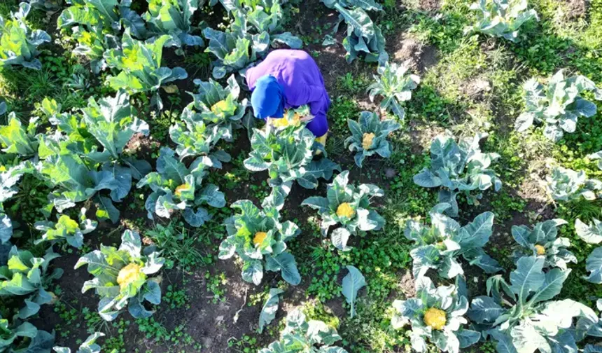 Samsun Lahana Üretiminde Türkiye Birincisi