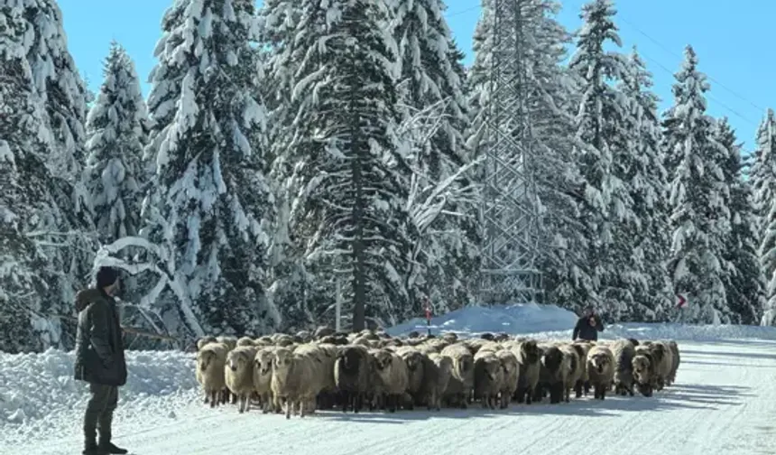 Karla Kaplanan Yaylalarda Çobanların Kış Yolculuğu Başladı