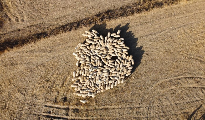 Tedbir Alınmazsa 10 Yıl Sonra Çoban Bulmakta Zorlanacağız