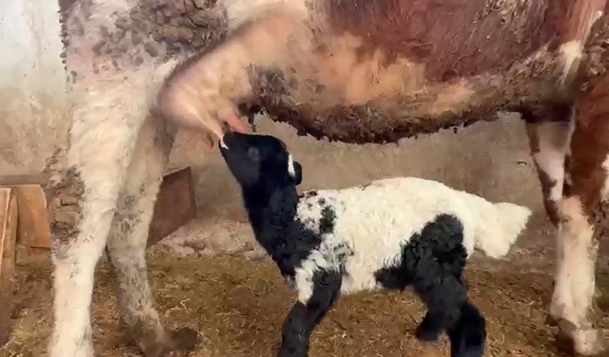 Tokat’ta Annesiz Kalan Kuzuyu İnek Emziriyor