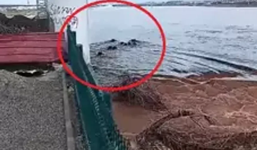 Batman Çayı’nda Yaban Domuzları Sürü Halinde Yüzerek Geçti