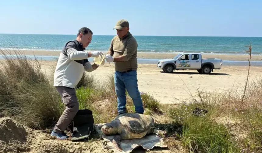 Kuşadası’nda Ölü Deniz Kaplumbağası Sayısı Artıyor