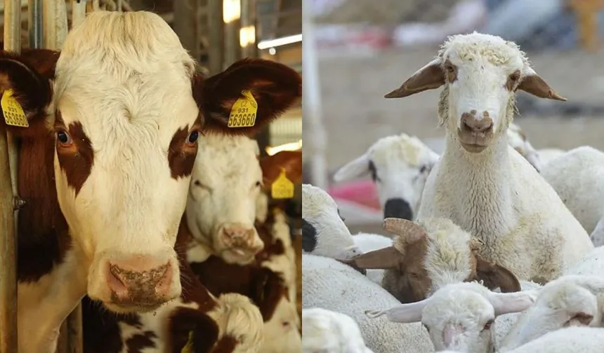 Tokat’ta Hayvancılık Destek Başvuruları Başlıyor