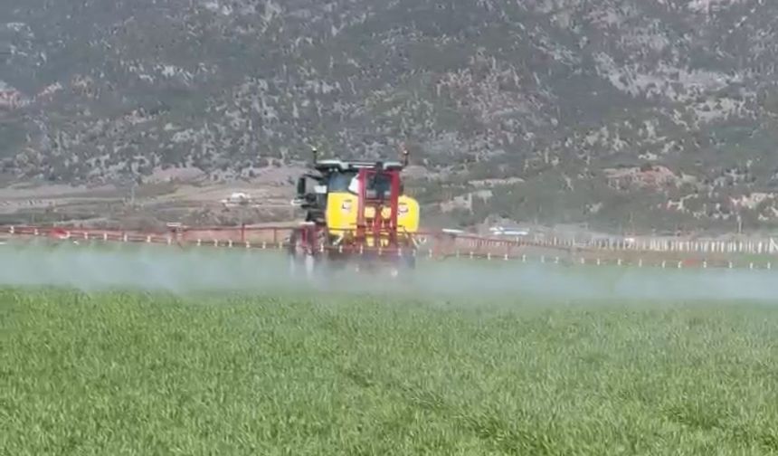 Erbaa’da Buğday Mesaisi: Yağışlar Sonrası "Pas" Alarmı!