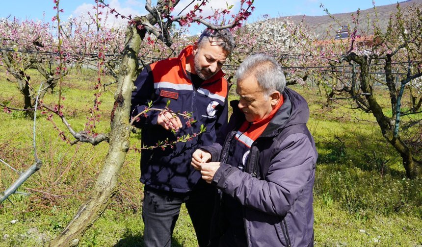 Tokat’ta Zirai Don Sonrası İlk Adım: Saha Kontrolleri Başladı