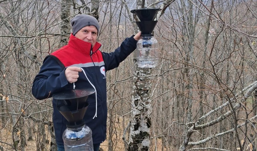 Erbaa’da Kahverengi Kokarca Alarmı: Tarım Arazileri Tuzaklarla Korunuyor!