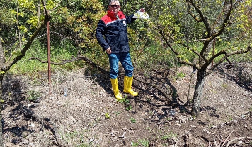 Erbaa’da Meyve Bahçelerine "Akdeniz" Kalkanı: Tuzaklar Kuruldu!
