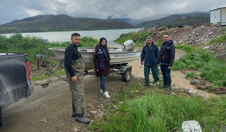Almus Baraj Gölü’nde Sazan Balığı Üreme Çalışması Yapıldı