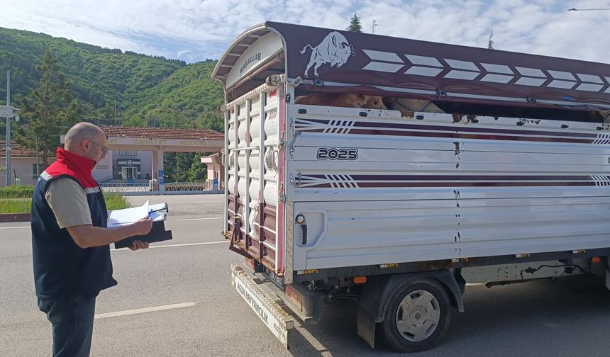 Tokat’ta Kurban Mesaisi Başladı: Veteriner Hekimlerden Yol Denetimi!