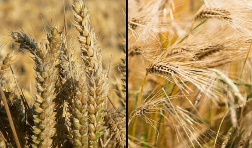 Tokatlı Çiftçilere Uyarı: Pas Hastalığı Riski Kapıda!