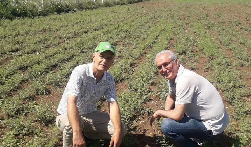 Erbaa’da Salep Üretim Alanlarına Teknik İnceleme