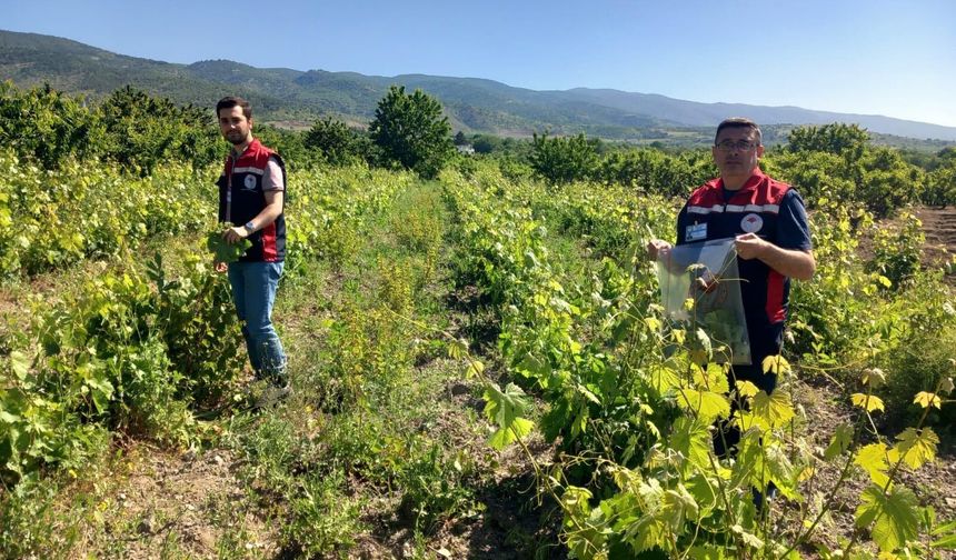 Tokat'ta Güvenli Gıda İçin Saha Mesaisi: Asma Yaprağı Numune Alımları Başladı!