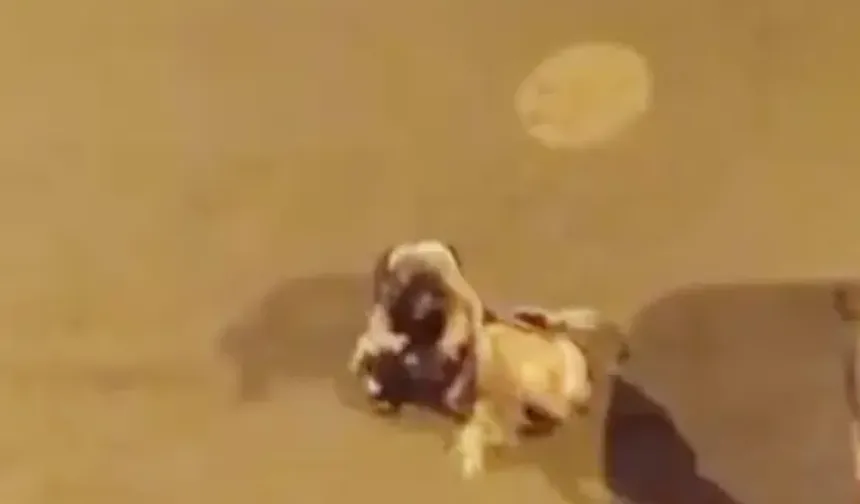 Iğdır’da Kadınlar Saç Saça Kavga Etti