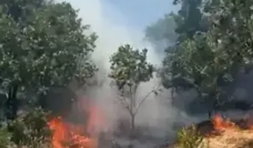 Anız Yangını, Ormana Sıçramadan Söndürüldü