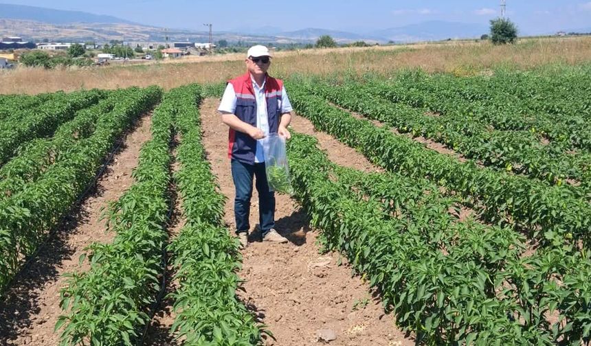 Erbaa’da Hasat Öncesi Güvenli Gıda Mesaisi: Biber Tarlalarında Pestisit Denetimi Başladı