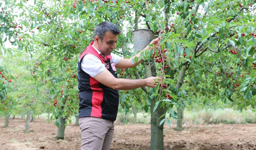 Tokat İl Tarım ve Orman Müdürü Ömer Cebeci Kızılöz’de Vişne Hasadına Katıldı