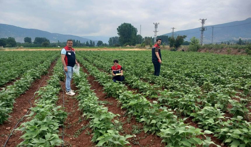 Tokat'ta Hasat Öncesi Pestisit Denetimleri Sürüyor
