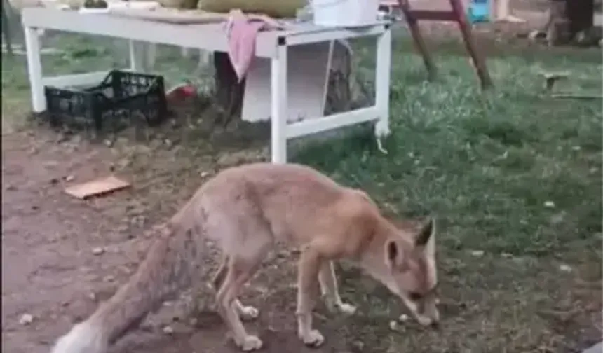 Tavuğunu Yiyen Tilkiye ‘Utanmıyor Musun?’ Diye Tepki Gösterdi