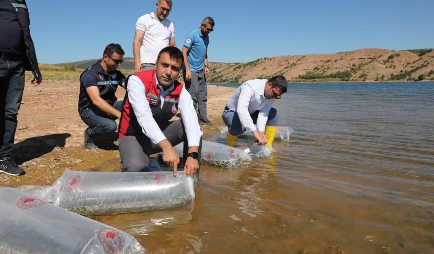 Tokat’ın Barajları Ve Göletleri Yavru Balıklarla Buluştu