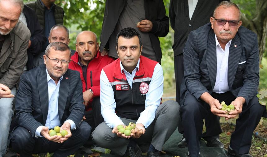 Coğrafi İşaretli Niksar Cevizi’nde Sezonun İlk Hasadı Bereketle Başladı