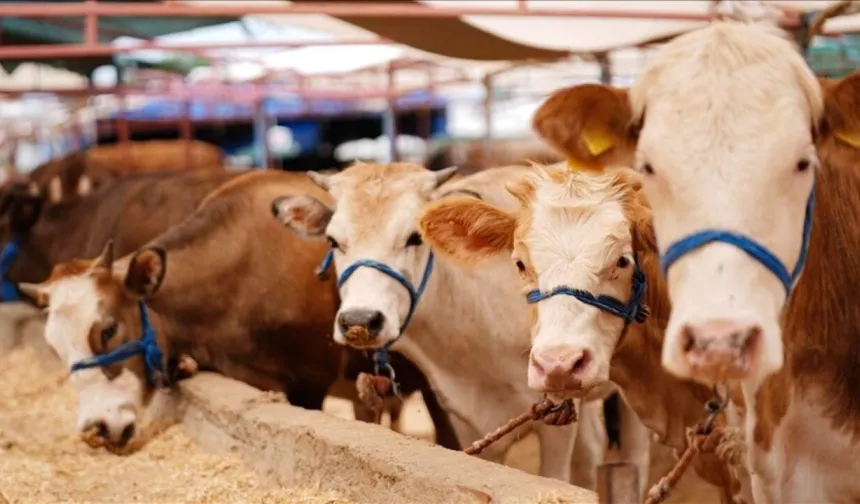 Tokat’ta Hayvan Pazarları Şap Hastalığı Nedeniyle Kapatıldı