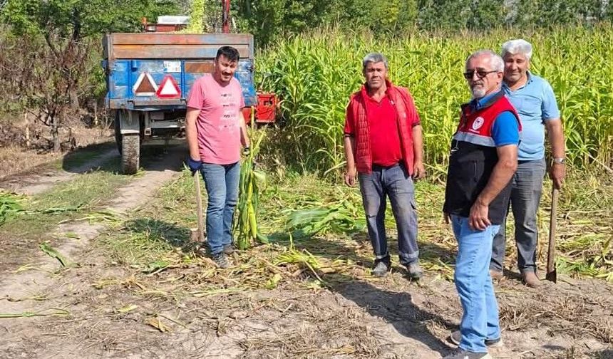 Turhal’da Yerli Hibrit Silajlık Mısırda Hasat Mesaisi Başladı