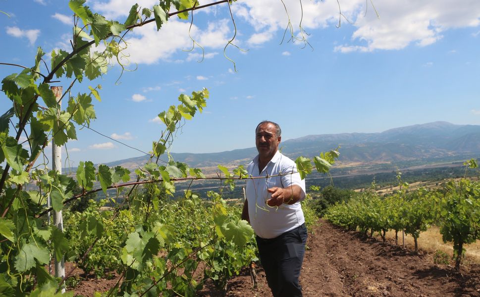 Tokat'ta Şaşırtan Hırsızlık: 1 Ton Bağ Yaprağı Çalındı, Köylüler Nöbete Başladı