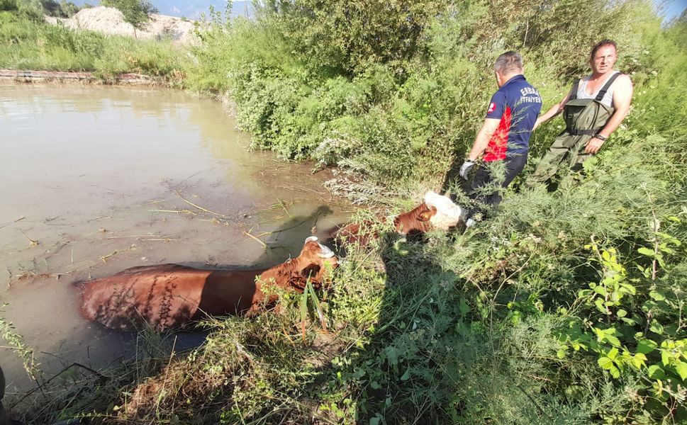 Erbaa’da Otlarken Gölete Düşen 3 İnek Kurtarıldı