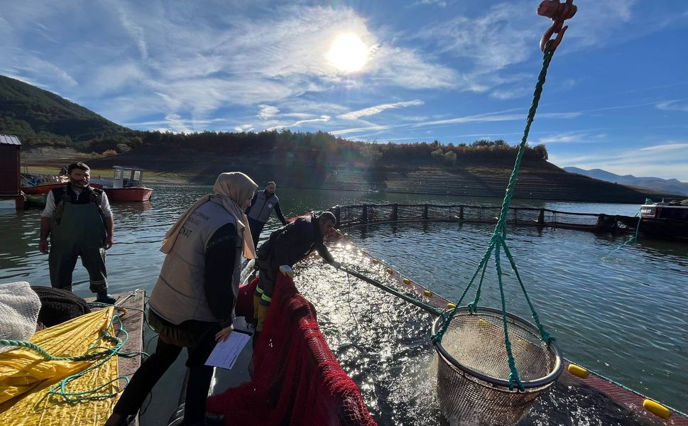 Almus’un Gökkuşağı Alabalıkları Karadeniz Üzerinden Dünyaya Açılıyor