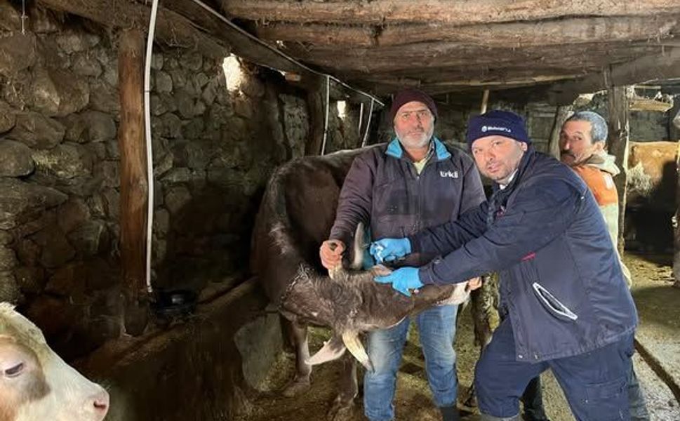 Tokatlı Üreticinin Dikkatine: Büyükbaş Hayvanlar İçin Kritik Süreç Başladı