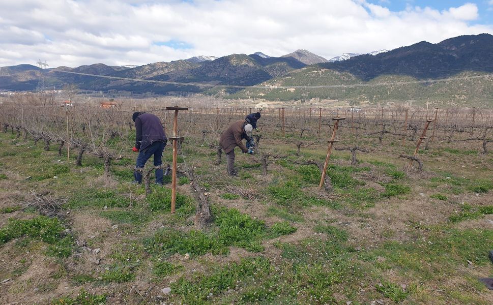 Erbaa’da Bağlarda “Bilinçli Budama” Seferberliği