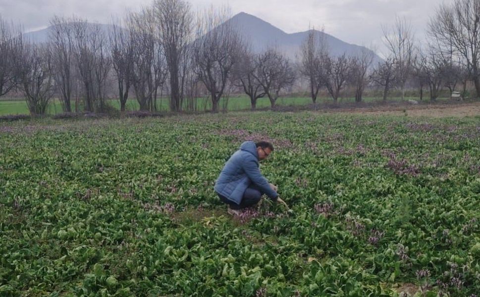 Turhal’da Güvenilir Gıda Seferberliği: Ispanak Tarlalarında Sıkı Takip!