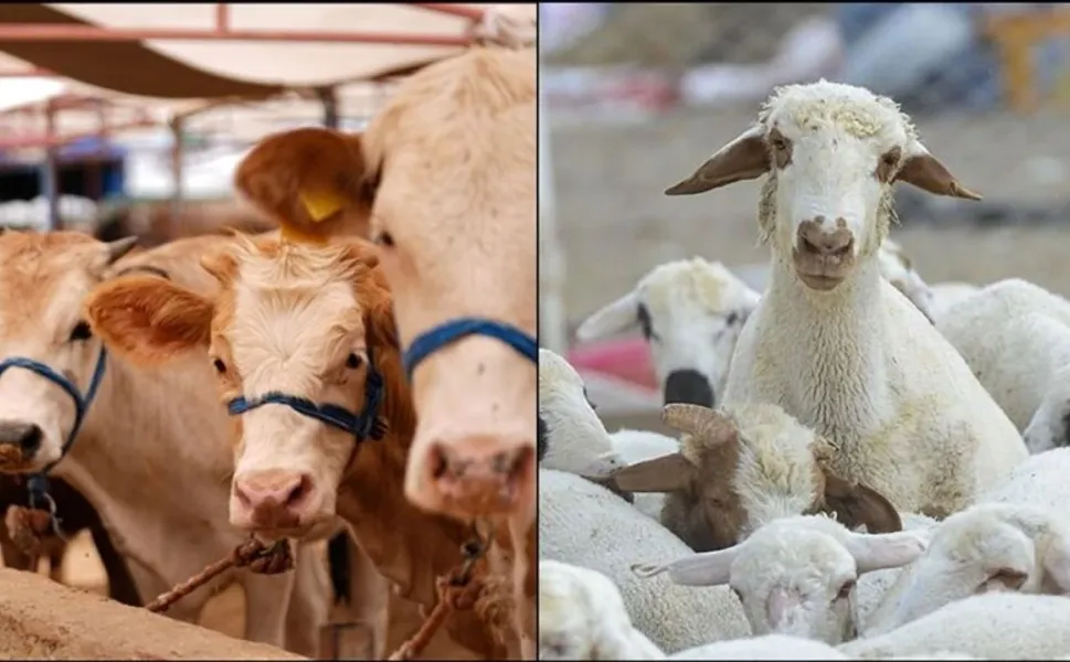 Hayvancılık Desteklemelerinde 2. Dönem Başlıyor: Erbaalı Çiftçilere Önemli Duyuru