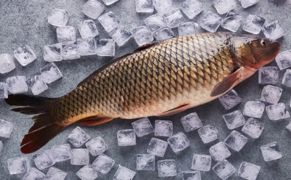 Tokat’ta Sazangillere Av Yasağı Başlıyor: Balıkların Üreme Dönemi Korunacak