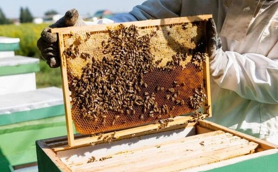 Tokat’ta Gezginci Arıcılıkta Yeni Dönem: Sevk İşlemleri Haritadan Yapılacak
